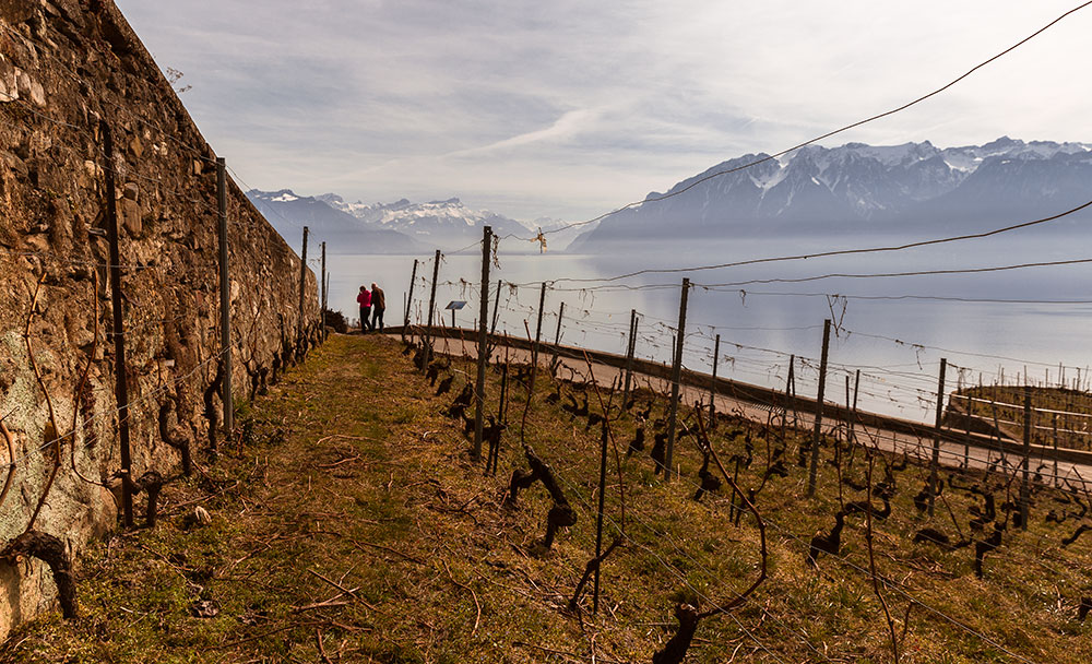Lavaux, Vaud